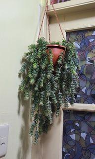 Artificial decorative hanging plants