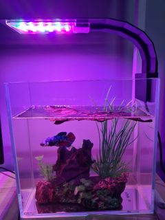 (Category: ) located in . Submitted by pek.jiawei (Listing ID 1118746899, Image 1). Description: .