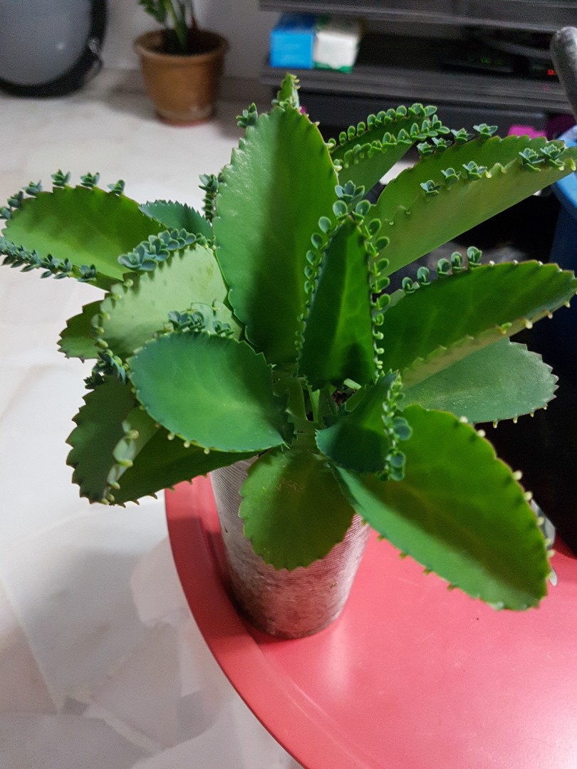 Mother of A Thousand Plant, Furniture &amp; Home Living, Gardening, Plants ...