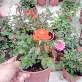 Affordable Bunga Ros For Sale Gardening Carousell Malaysia