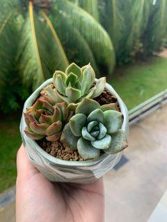 Assorted Succulents in Marble Pot