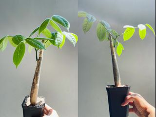 (Category: ) located in . Submitted by cuteplantsworld (Listing ID 1118843427, Image 1). Description: .