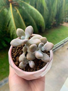 Graptopetalum Amethystinum in Pink Pot