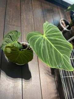 (Category: ) located in . Submitted by plantaddixt (Listing ID 1118946726, Image 1). Description: .