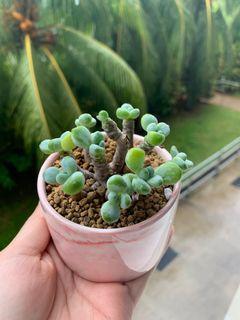 Sedum Clavatum in Pink Marble Pot