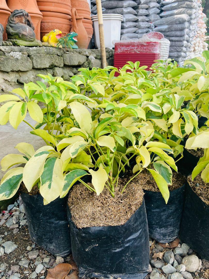Suprera plants (Category: Plants & Seeds) located in Paranaque City. Submitted by plants_sale (Listing ID 1118829779, Image 1). Description: .