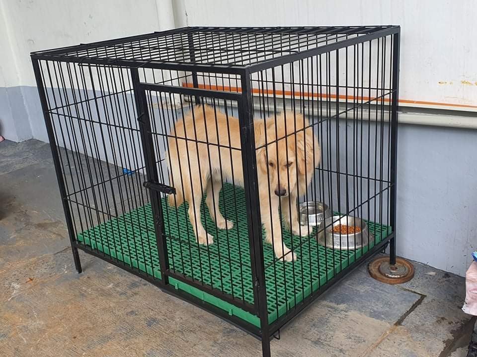 Dog cage matting size sale