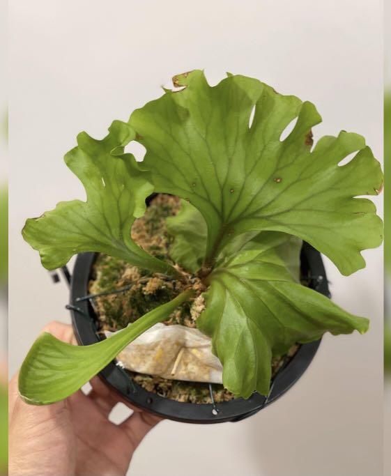 Platycerium Ridleyi Wide (Jade Peony), Furniture & Home Living