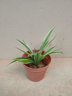 (Category: ) located in . Submitted by max.tan1 (Listing ID 1119205019, Image 1). Description: .