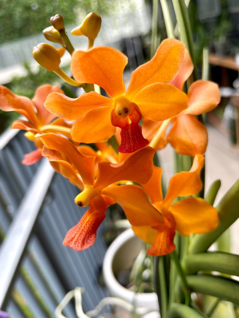 Vanda orchid with orange flowers, Furniture & Home Living, Gardening,  Plants & Seeds on Carousell