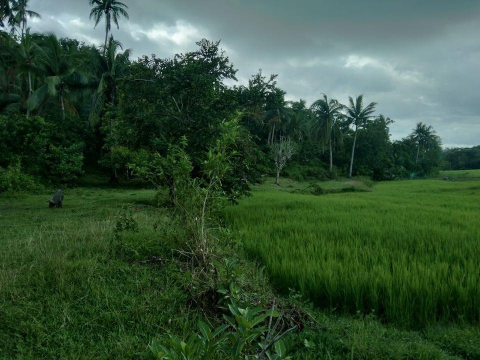 RUSH SALE! 5563 SQM Lot for sale in Bantad, Boac, Marinduque , Property