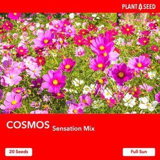 Cosmos Flower Seeds [20 Seeds]