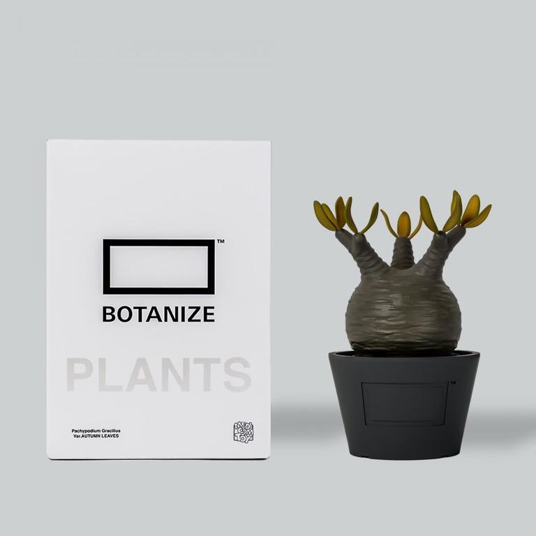 その他 VCD Pachypodium Gracilius BOTANIZE VCD Pachypodium Gracilius Fluorescent Green ＆ Black – BOTANIZE