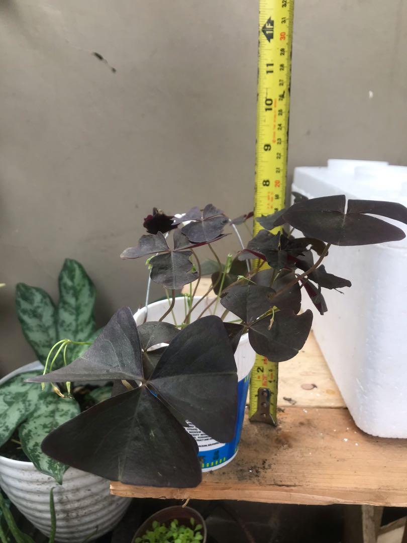 Oxalis triangularis butterfly live plant (Category: Plants & Seeds) located in Quezon City. Submitted by diego25 (Listing ID 1119255832, Image 3). Description: .