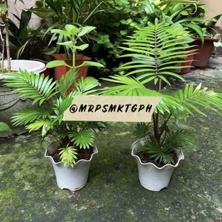 (Category: ) located in . Submitted by mrpsmktgph (Listing ID 1119350435, Image 1). Description: .