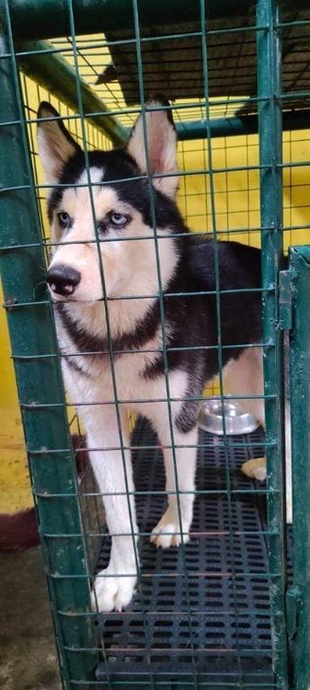 Siberian husky cage for sale hotsell