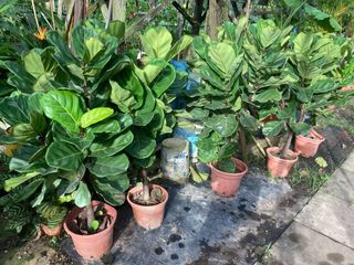 (Category: ) located in . Submitted by gardenersb (Listing ID 284322377, Image 1). Description: .