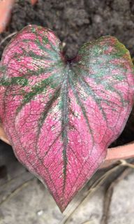 (Category: ) located in . Submitted by mvfishfarm (Listing ID 1119616529, Image 1). Description: .
