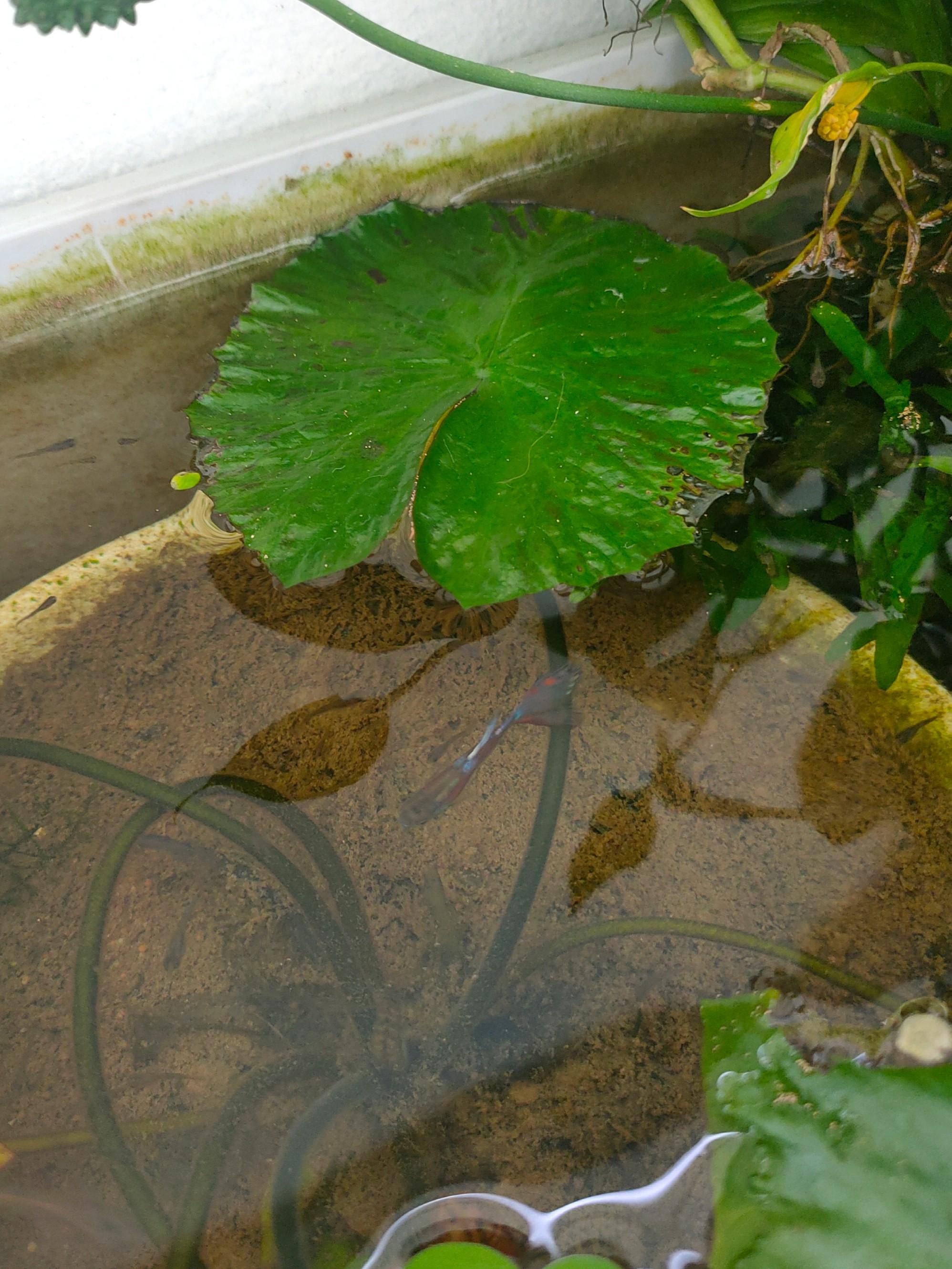 Lotus Soil (Clay soil), Furniture & Home Living, Gardening, Pots