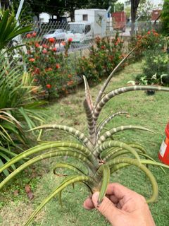 (Category: ) located in . Submitted by plantshopper (Listing ID 1119491923, Image 1). Description: .