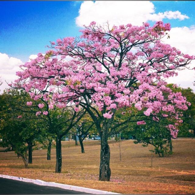 Palawan Cherry Blossom Seeds V304 1 Gram Of High Germination Seeds For Sale Plants Flower Tree Seeds Furniture Home Living Gardening Plants Seeds On Carousell