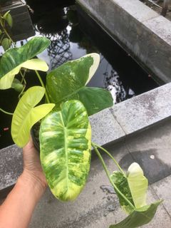 (Category: ) located in . Submitted by plant.etc (Listing ID 1119450151, Image 1). Description: .