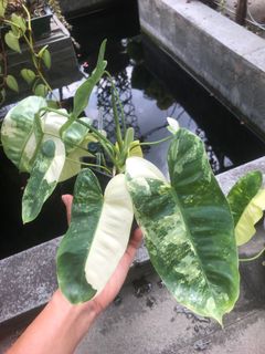 (Category: ) located in . Submitted by plant.etc (Listing ID 1119450783, Image 1). Description: .