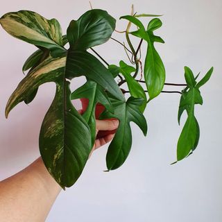 (Category: ) located in . Submitted by pnp_plantae (Listing ID 1119520841, Image 1). Description: .