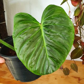 (Category: ) located in . Submitted by pnp_plantae (Listing ID 1119524052, Image 1). Description: .