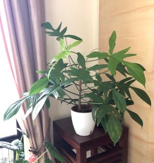(Category: ) located in . Submitted by kekwa (Listing ID 1094172526, Image 1). Description: .