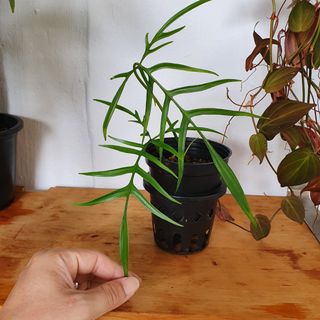 (Category: ) located in . Submitted by pnp_plantae (Listing ID 1119517842, Image 1). Description: .