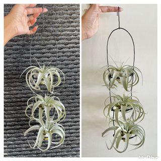 Xerographica set , 3x small airplant with custom hanger , airplants airplant air plant airplants, tillandsia king