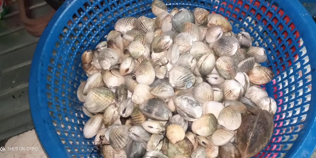 kerang Lala, Food & Drinks, Food & Drinks Others on Carousell