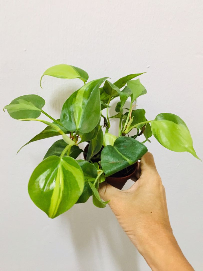 Pair Of Philodendron Scandens Variegated And Micans Heartleaf Furniture Home Living Gardening Plants Seeds On Carousell