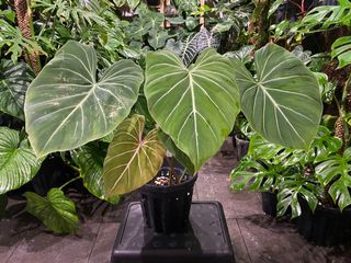 (Category: ) located in . Submitted by plantcraz (Listing ID 1115703430, Image 1). Description: .