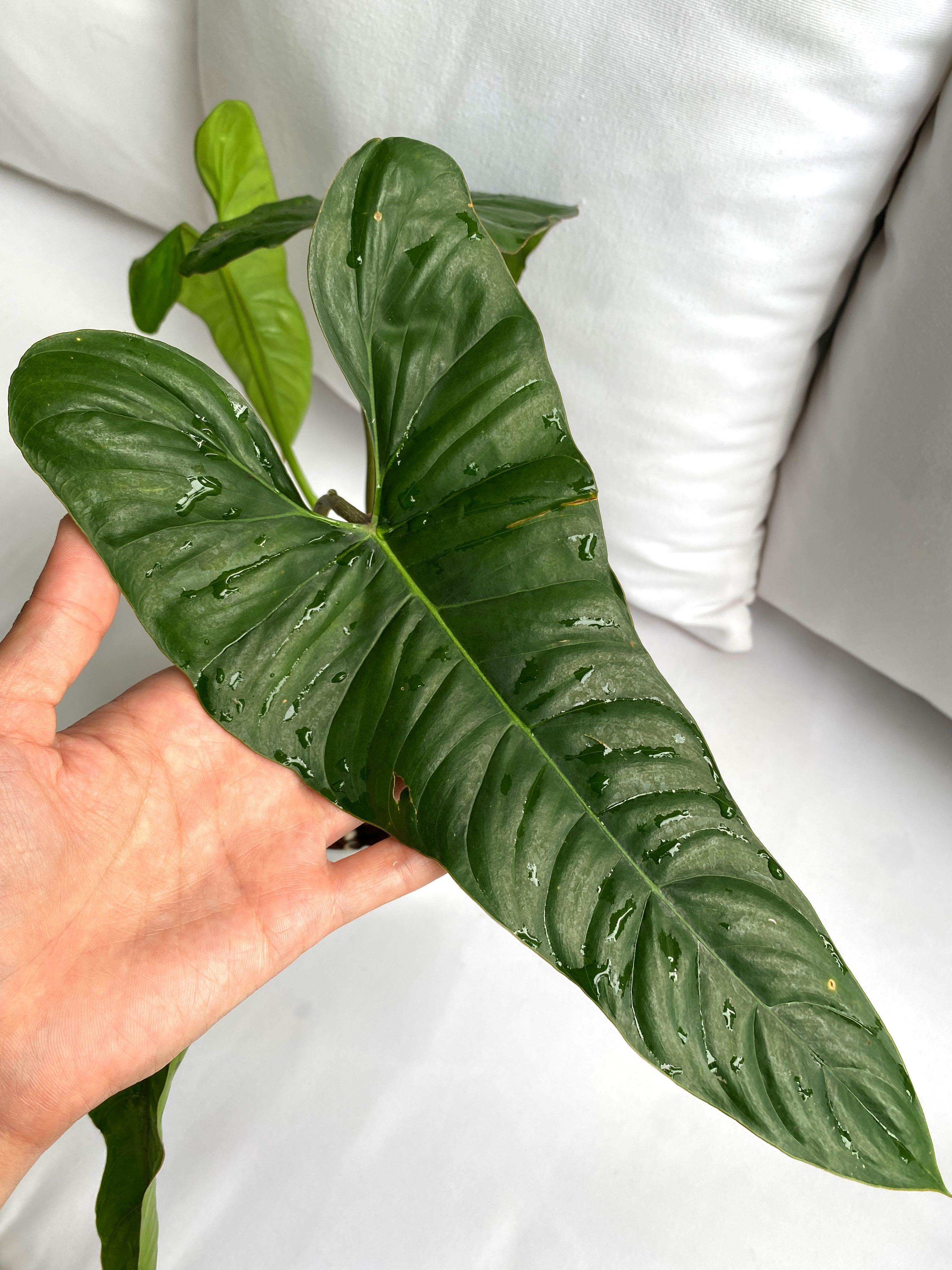 Philodendron Pinnatilobum Furniture Home Living Gardening Plants Seeds On Carousell