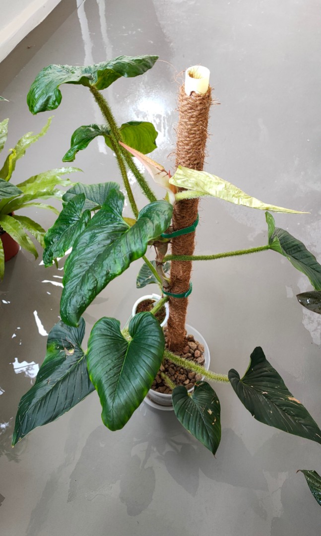 Philodendron Serpens Furniture Home Living Gardening Plants Seeds On Carousell