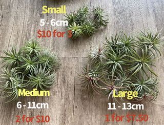 (Category: ) located in . Submitted by growforlife (Listing ID 1119772084, Image 1). Description: .