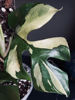 (Category: ) located in . Submitted by pompipiplants (Listing ID 1119732132, Image 1). Description: .