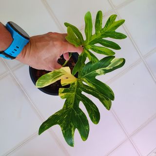 (Category: ) located in . Submitted by pnp_plantae (Listing ID 1119710242, Image 1). Description: .