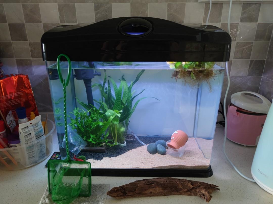 sensor Leugen Isoleren 50cm Fish Tank Aquarium, Pet Supplies, Homes & Other Pet Accessories on  Carousell