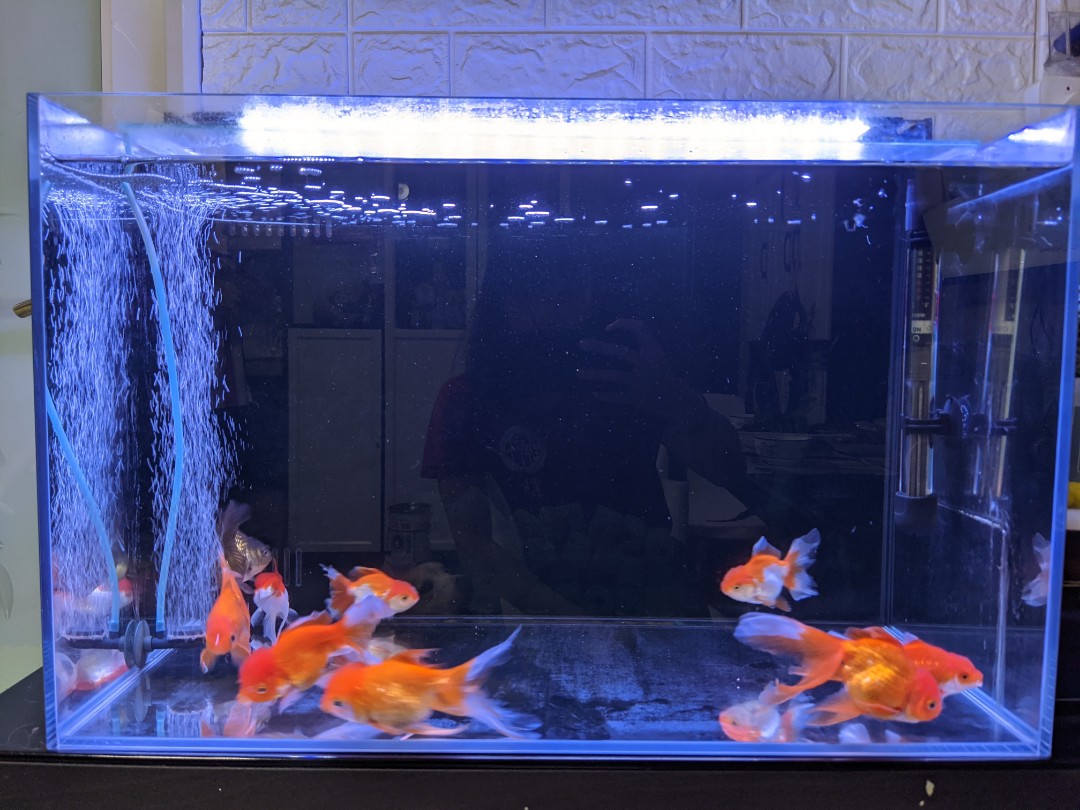 背濾魚缸連氣泵暖管led燈fish Tank Aquarium 寵物用品 寵物家品及其他 Carousell