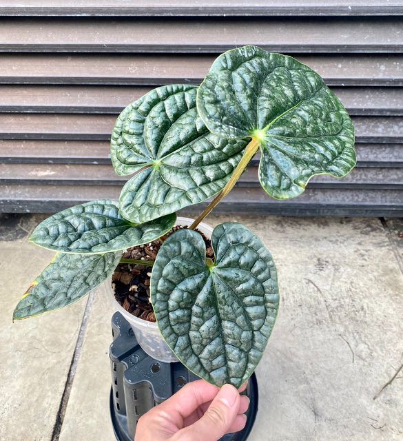 Anthurium luxurians (silver)