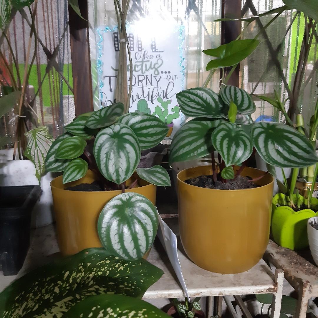 Loam soil,potting mix ,plants & windchimes (Category: Soil & Fertilisers) located in Antipolo. Submitted by blueshopvintage (Listing ID 1119868218, Image 3). Description: loam soil 80each min.of 5packs 90 each retail potting mix 80each min.of 5packs 90 each retail plants starts at 100up windchimes free engrave of short quote or name.