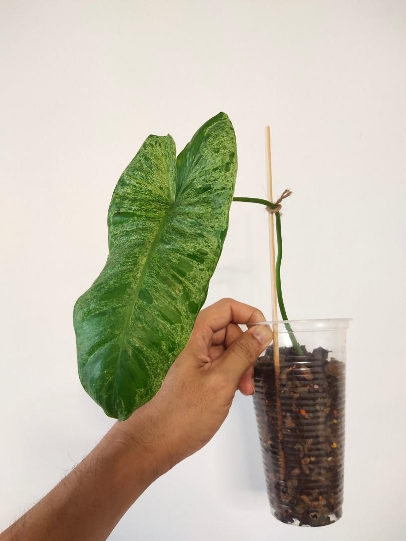 Paraiso Verde, Home & Furniture, Gardening on Carousell