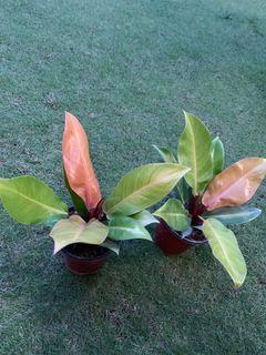 Philodendron - Prince of Orange