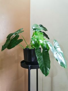 (Category: ) located in . Submitted by classictita (Listing ID 1119862025, Image 1). Description: .