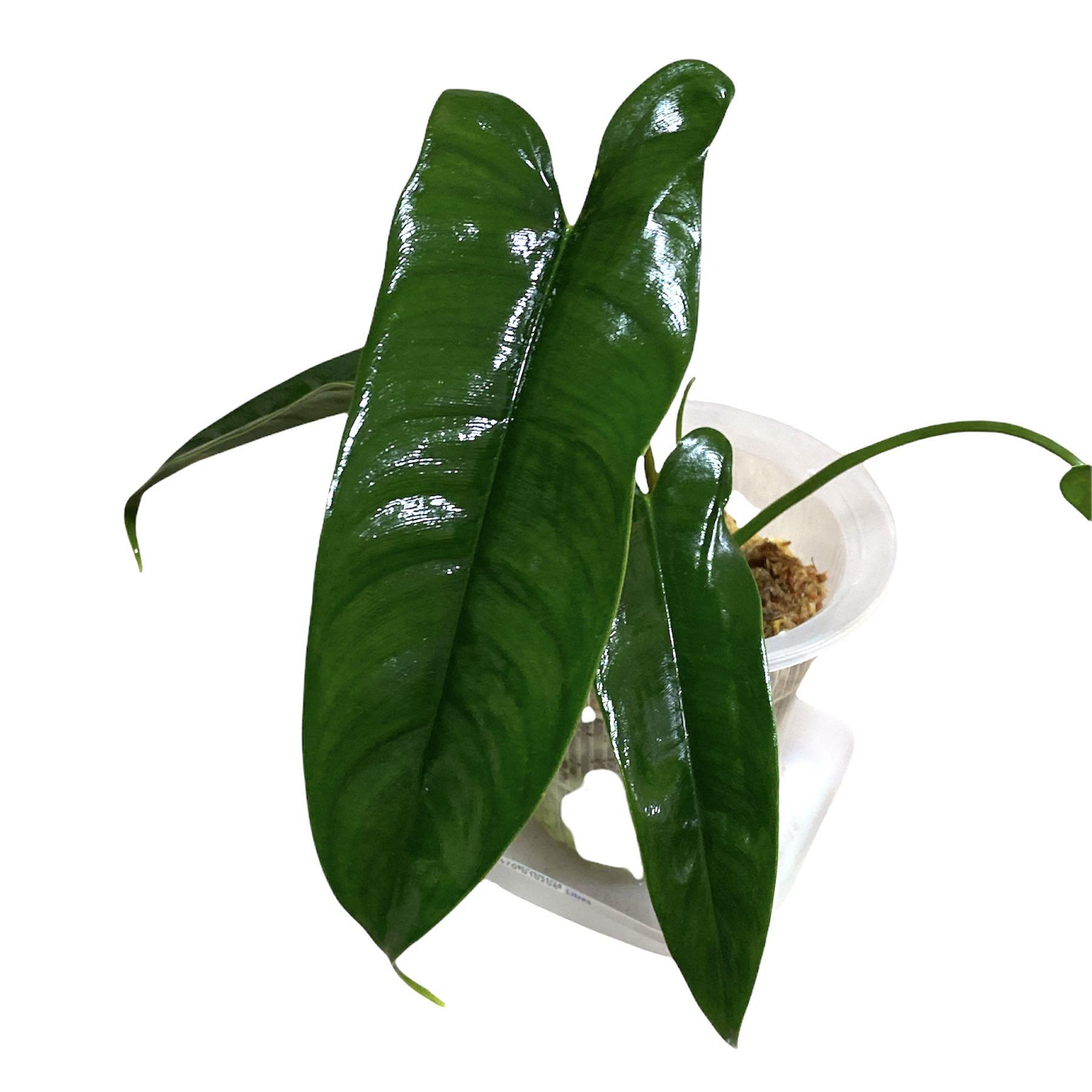 Philodendron Felix Furniture Home Living Gardening Plants Seeds On Carousell
