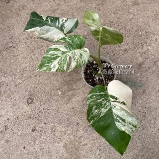(Category: ) located in . Submitted by vvgreenery (Listing ID 1119923769, Image 1). Description: .
