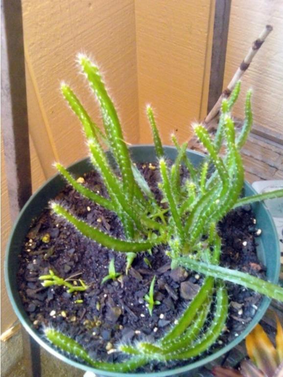 10pcs seeds Pitaya DRAGON FRUIT dwarf potted Furniture Home